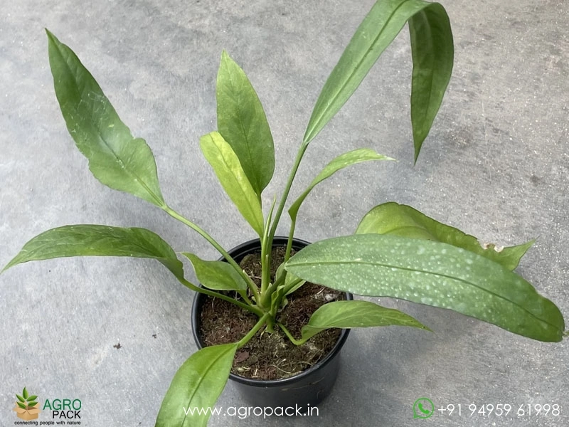 Anthurium-Vitarifolium2