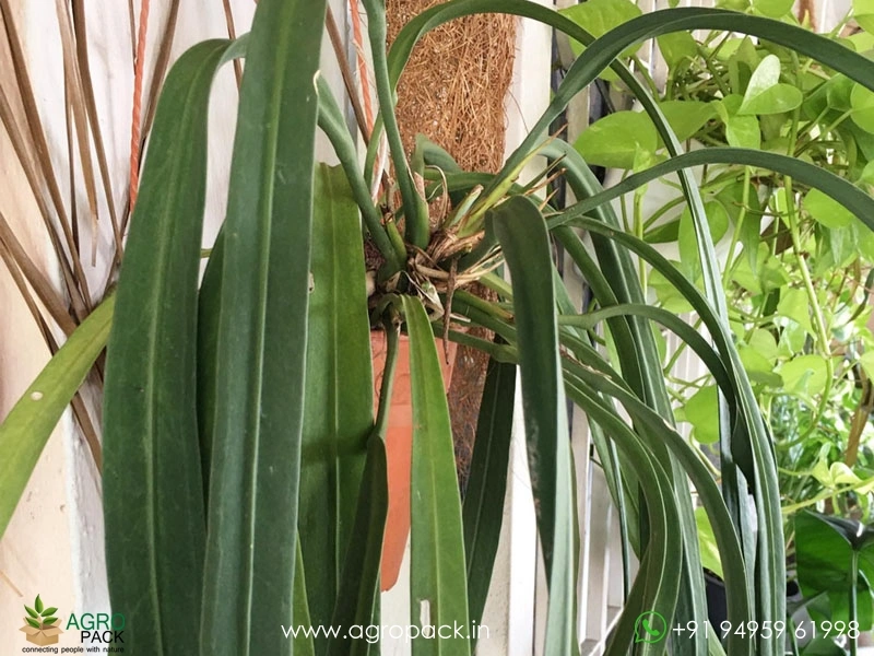 Anthurium-Vitarifolium3