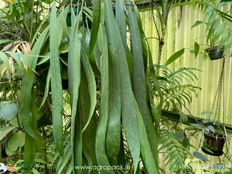 Anthurium-Vitarifolium6