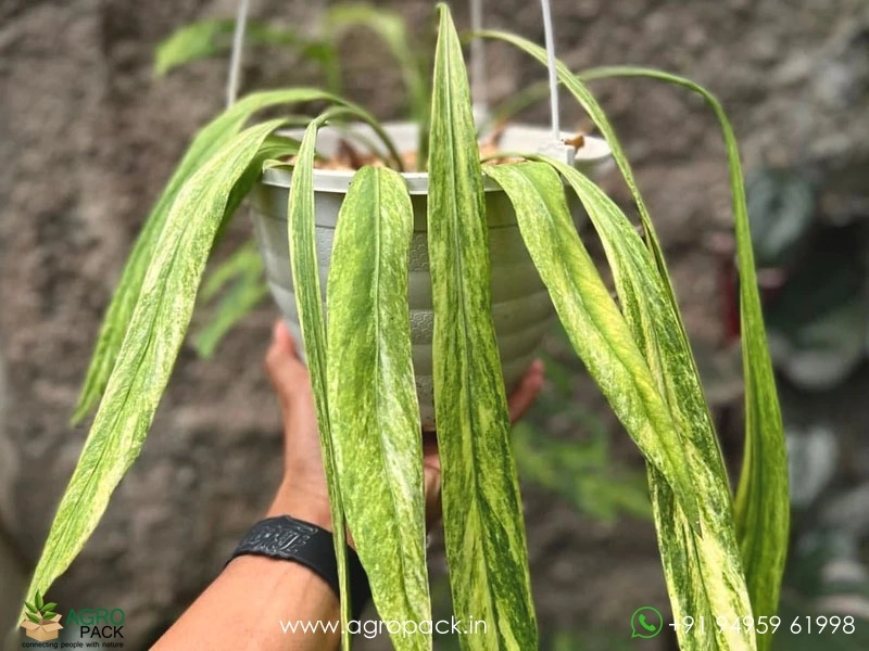 Anthurium-Vittarifolium-Variegated1