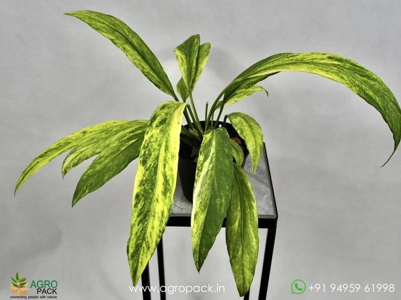 Anthurium-Vittarifolium-Variegated2