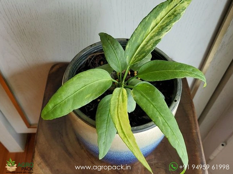 Anthurium-Vittarifolium-Variegated4