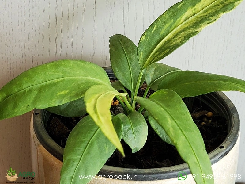 Anthurium-Vittarifolium-Variegated5