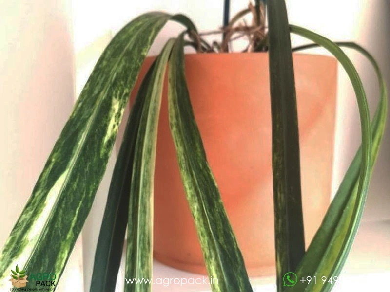 Anthurium-Vittarifolium-Variegated6