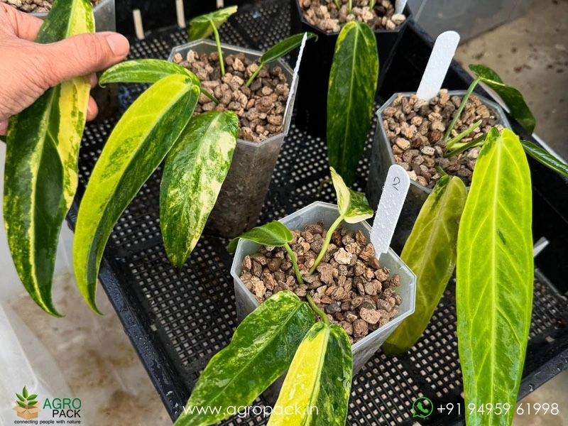 Anthurium-Warocqueanum-Variegated2