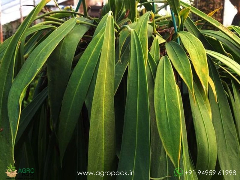 Anthurium-Wendlingeri1