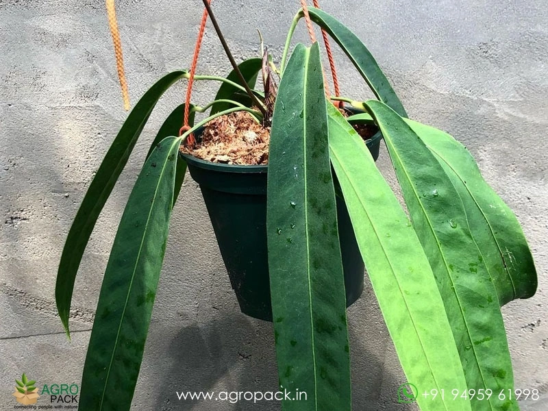 Anthurium-Wendlingeri2