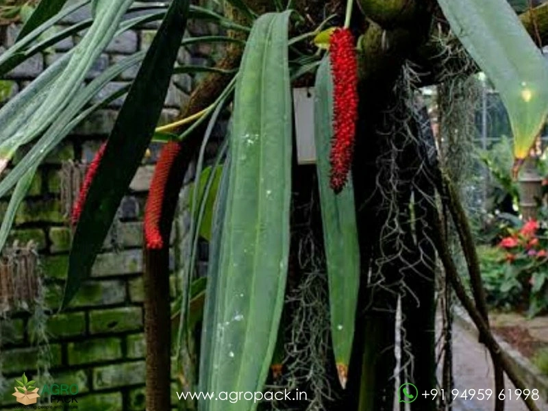 Anthurium-Wendlingeri4