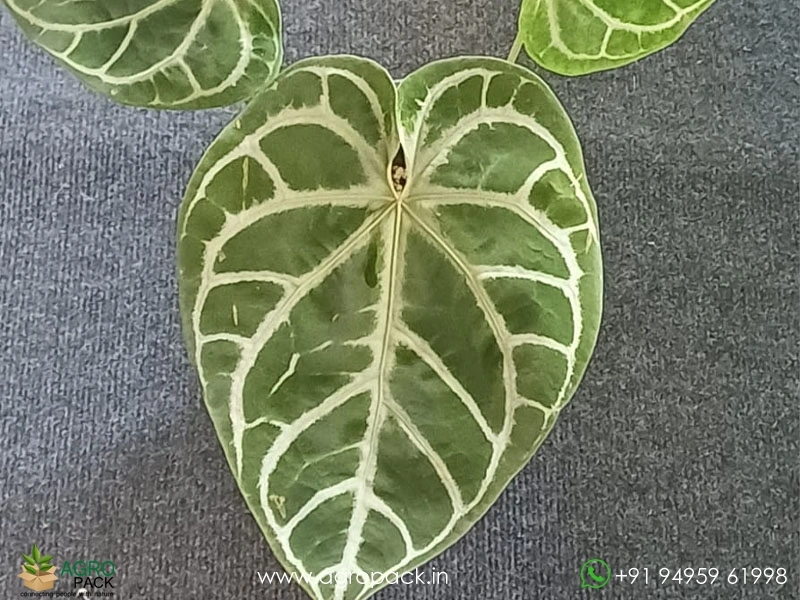 Anthurium-Zara-Michelle1