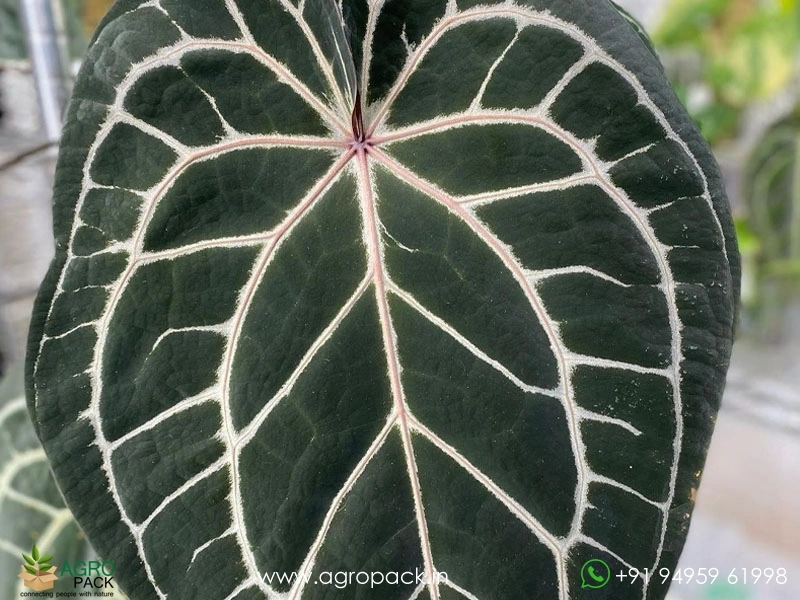 Anthurium Zara Michelle Plant For Sale In India | Online plant nursery