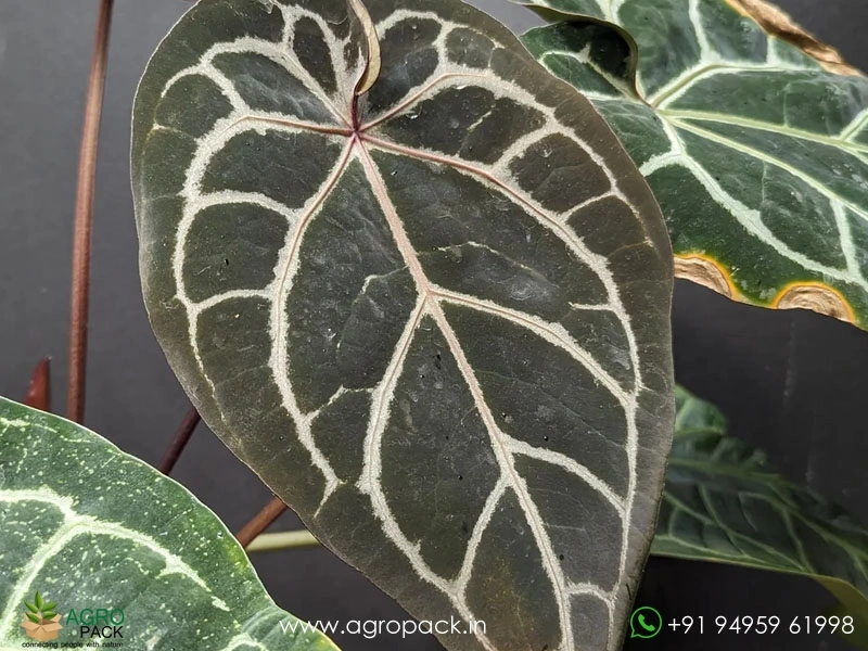 Anthurium-Zara-Michelle3