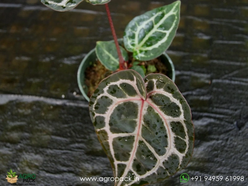 Anthurium-Zara-Michelle4