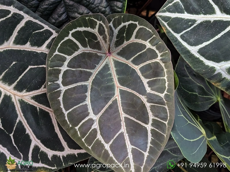 Anthurium-Zara-Michelle5
