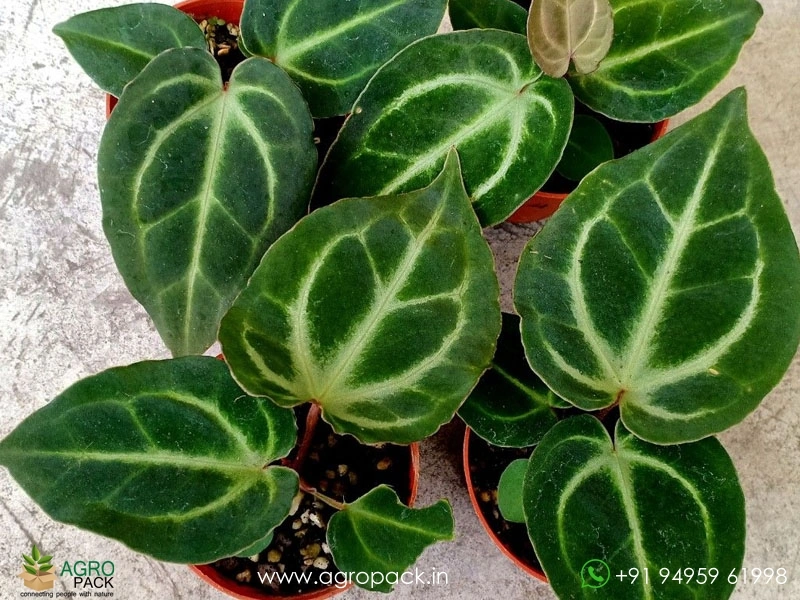 Anthurium Zara Michelle Plant For Sale In India | Online plant nursery