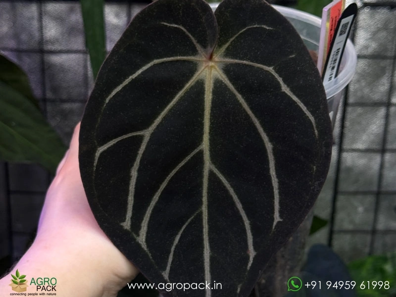 Anthurium-carlablackiae2