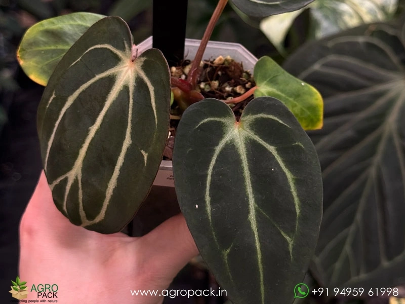 Anthurium-carlablackiae3