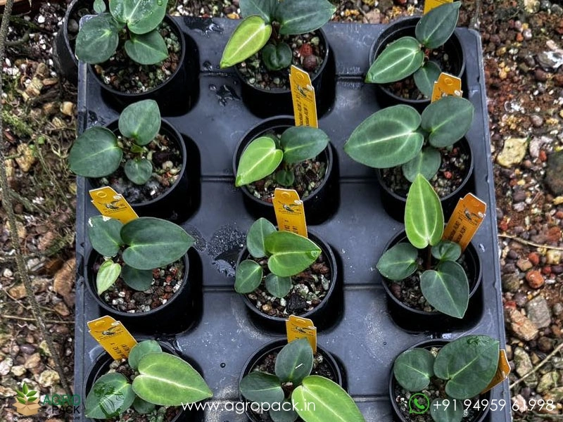 Anthurium-carlablackiae6