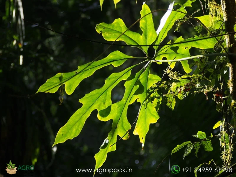 Anthurium-clavigerum2