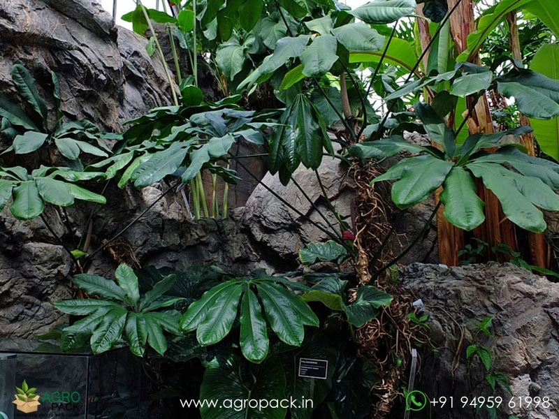 Anthurium digitatum Plant For Sale In India | Online plant nursery