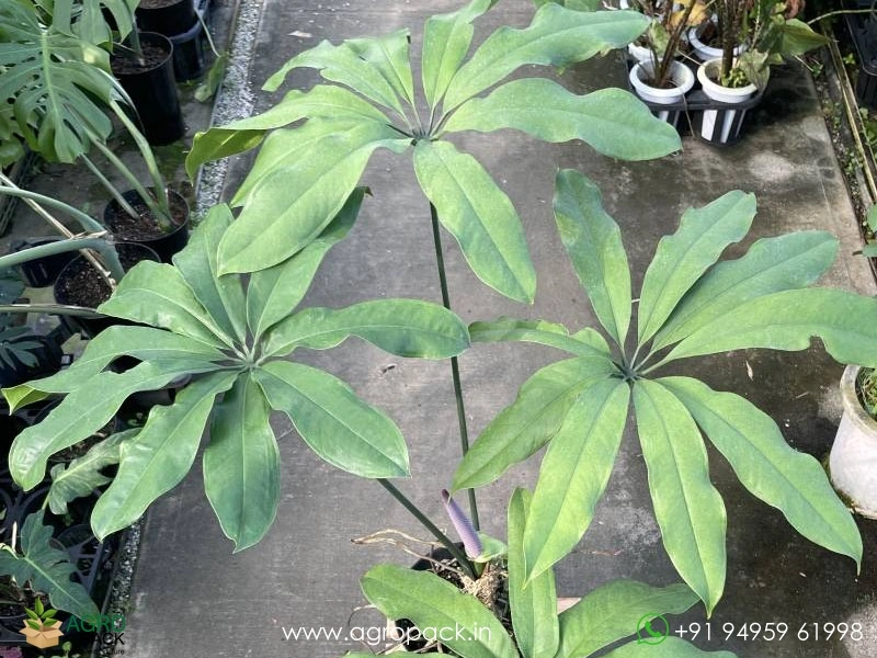 Anthurium digitatum Plant For Sale In India | Online plant nursery