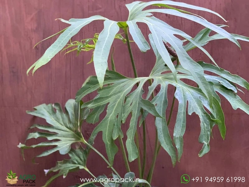 Anthurium-podophyllum2