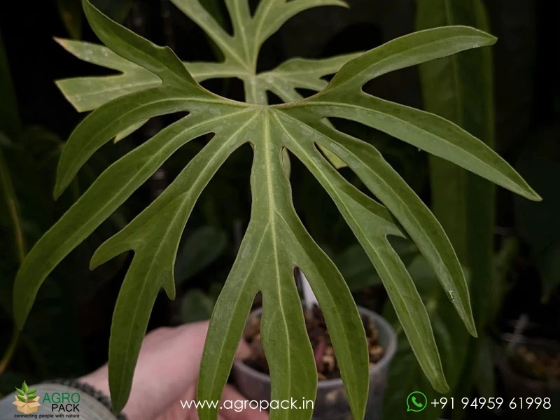 Anthurium-podophyllum5