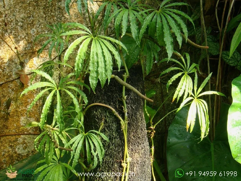 Anthurium-polyschistum1