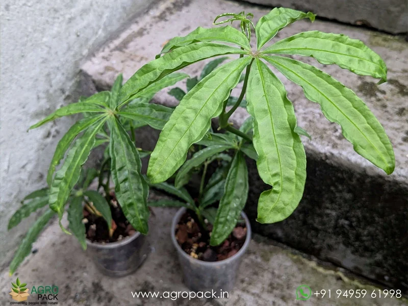 Anthurium-polyschistum2