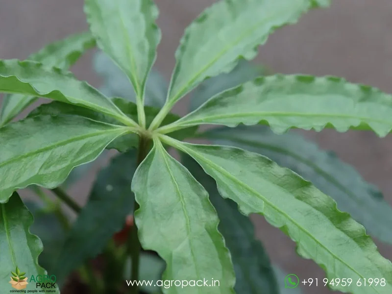 Anthurium-polyschistum6