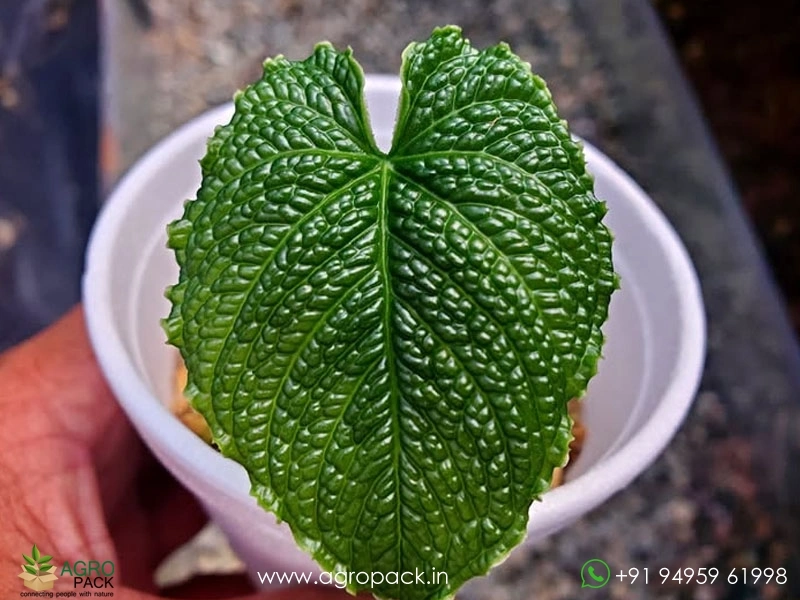Anthurium-splendidum2