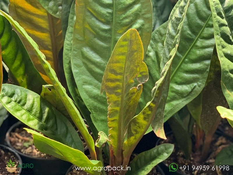 Anthurium-superbum3