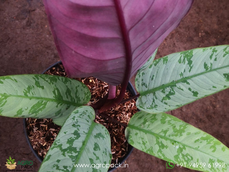 Apobalis-purple-sward6