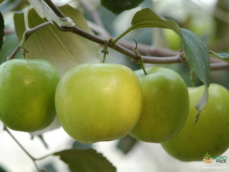 Apple-Ber1