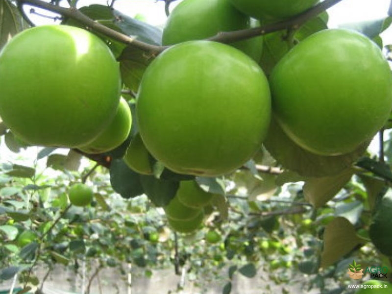 Apple-Ber2