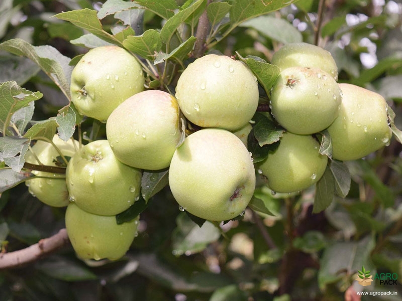 Apple-Ber3