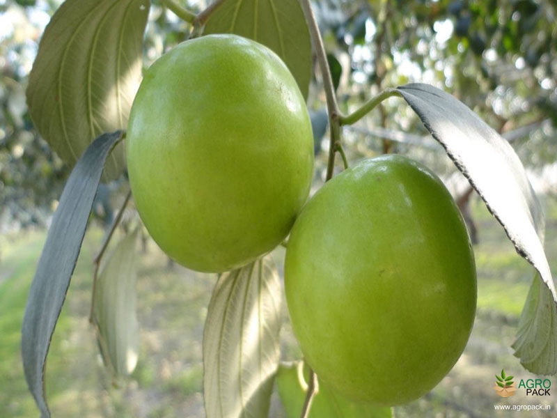 Apple-Ber4
