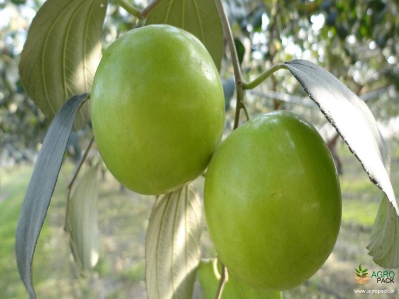 Apple-Ber4