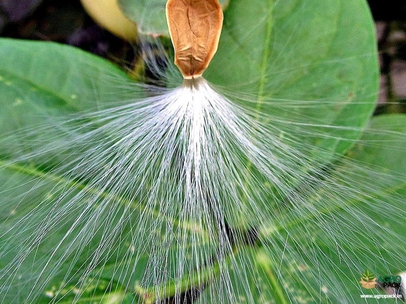 Appoopan-Thadi1