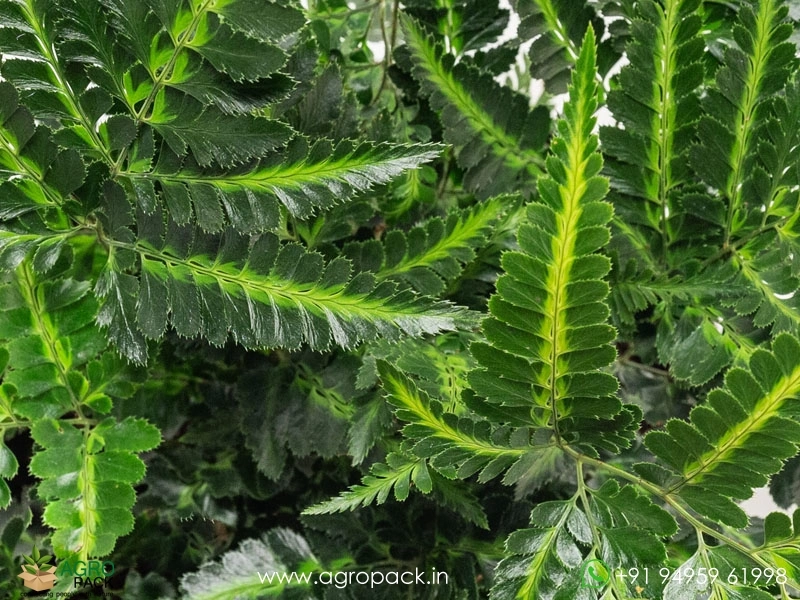 Arachniodes-Simplicior-Variegata-Fern1