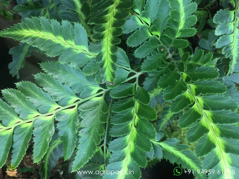 Arachniodes-Simplicior-Variegata-Fern2