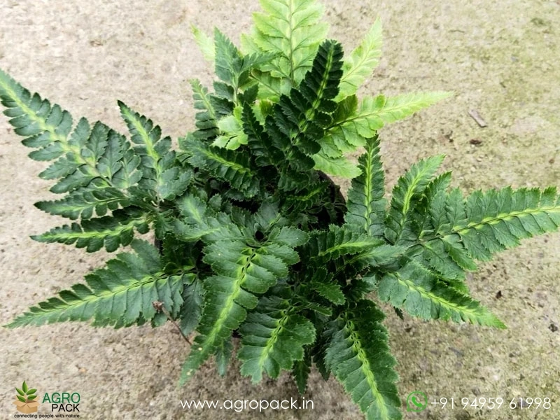 Arachniodes-Simplicior-Variegata-Fern3