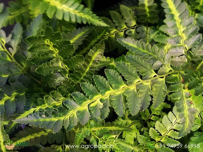 Arachniodes-Simplicior-Variegata-Fern4