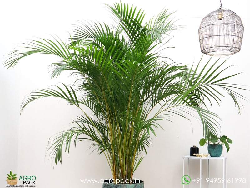 Areca-Palm2