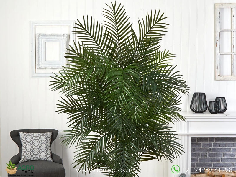 Areca-Palm3