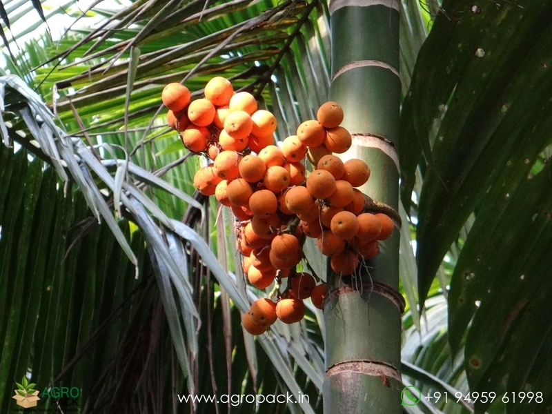 Arecanut1