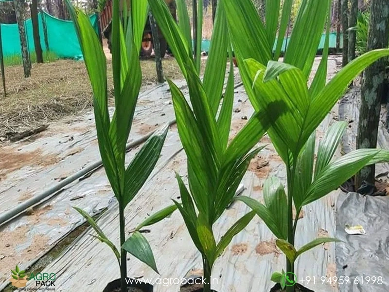 Arecanut3