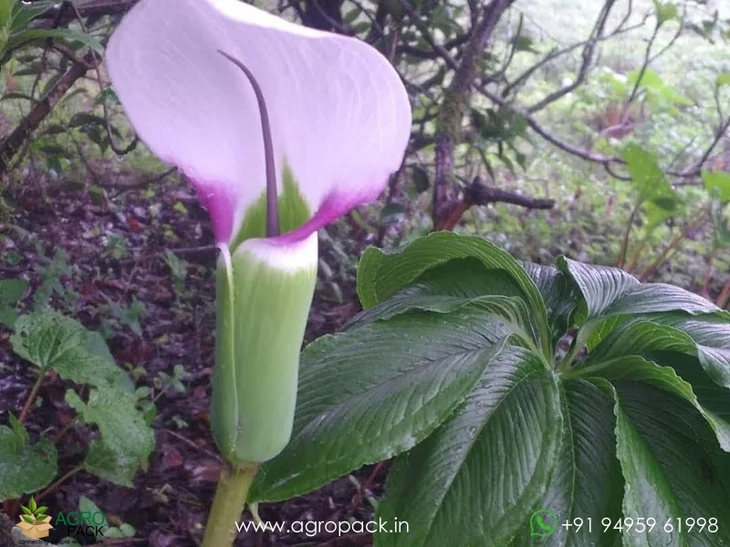 Arisaema-murrayi-Himalayan-Cobra-Lily3