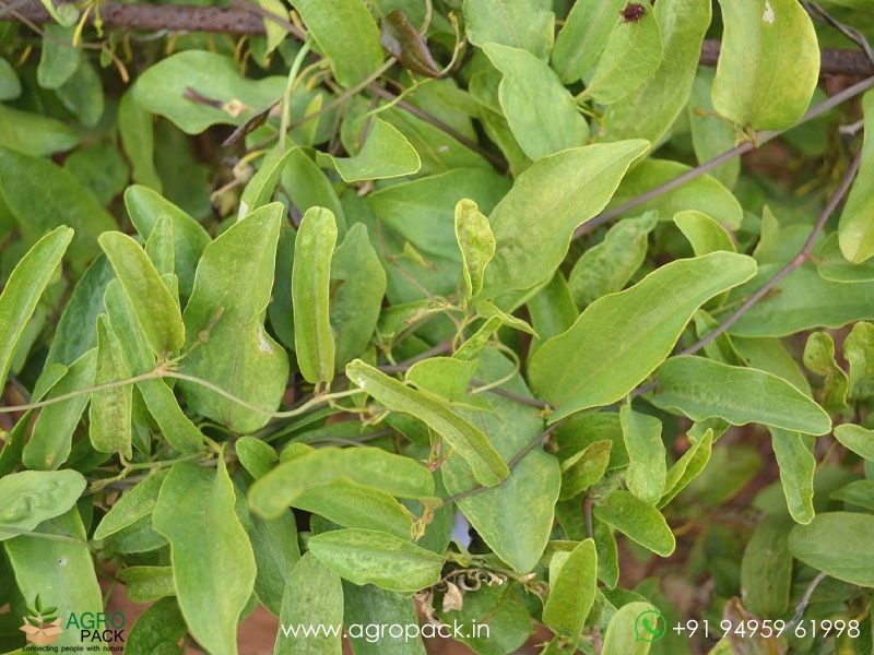 Aristolochia-acuminata2