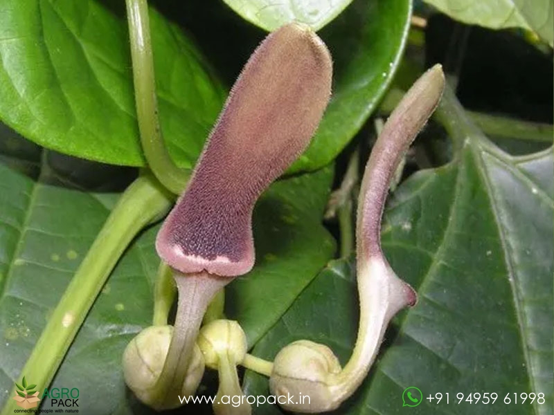 Aristolochia-acuminata3
