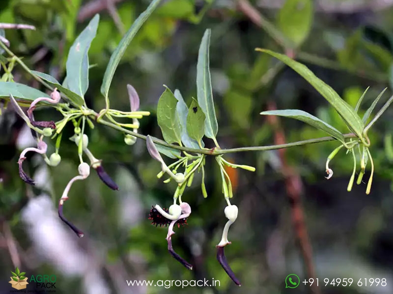 Aristolochia-acuminata4